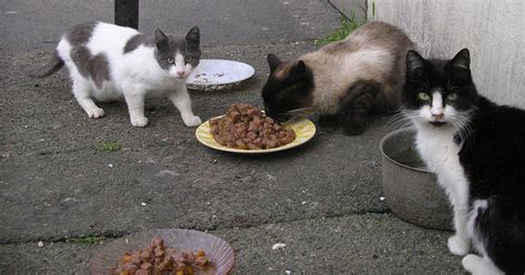 What To Feed The Stray Animals? | 12 Ways To Feed Strays Animals