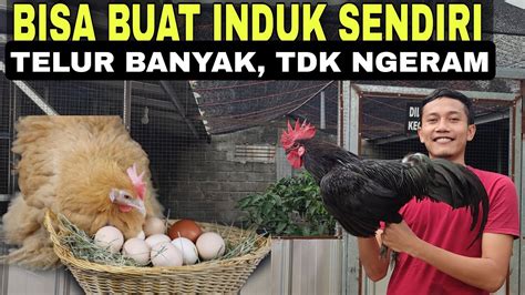 🔴CARA MUDAH AGAR AYAM BERTELUR BANYAK & TDK NGERAM - YouTube