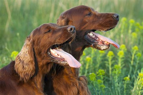 What Can You Give A Dog For Mouth Pain: Soothing Solutions For Your Furry Friend
