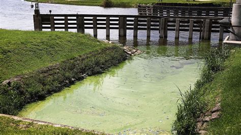 Lake Okeechobee Water Release Could Curb Toxic Algae Bloom – NBC 6 South Florida