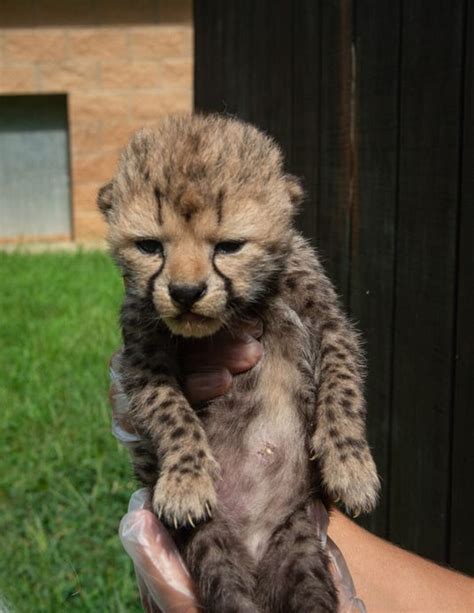 The Wilds welcome cheetah cubs, mourn loss of giraffe calf