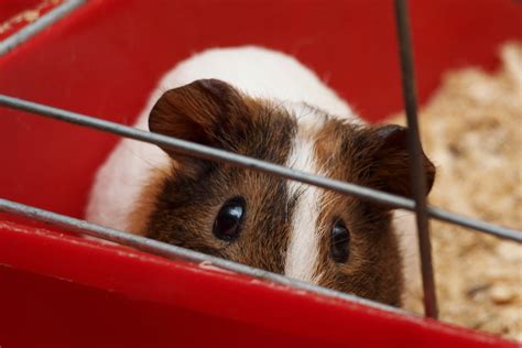 10 Best Guinea Pig Cages for 2019 | Pet Comments