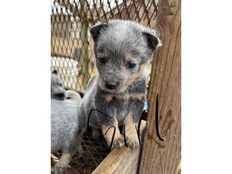 3 blue Heeler puppies Clinton - Puppies for Sale Near Me