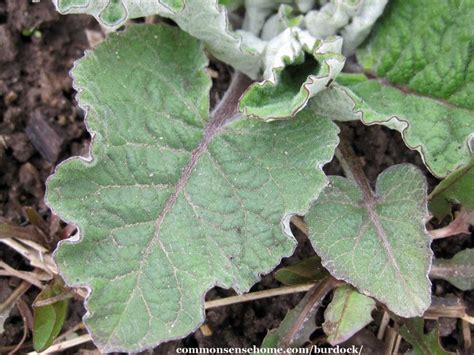 Burdock - Identification, Benefits, Uses for Food and Medicine