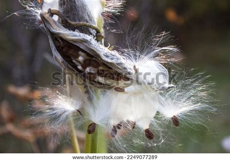 149 Fluf Flower Stock Photos, Images & Photography | Shutterstock