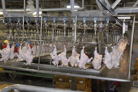 Animal welfare violations widespread at US poultry slaughterhouses — Surge | Creative Non-Profit ...