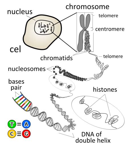 Aneuploidy vs. Polyploidy | Definition & Examples - Lesson | Study.com