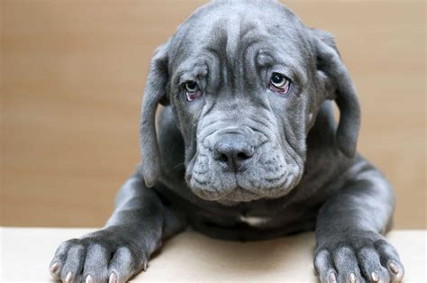 Neapolitan Mastiff Breeders: 8 Tastes Of Italy