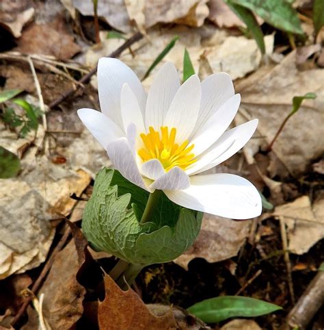 Feb 29 | Spring Wildflowers of Connecticut | Fairfield, CT Patch