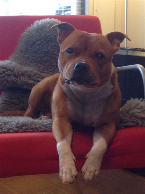 Huli the staffy lounging. #staffordshire bullterrier | Staffy dog, Pet ...