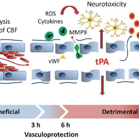 Benefi cial and detrimental effects of tPA thrombolytic therapy for... | Download Scientific Diagram