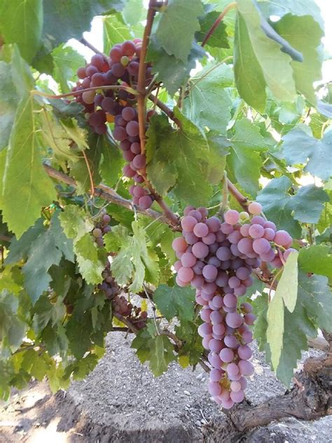 Purple grapes ready to pick. | Grapes, Purple grapes, Fruit