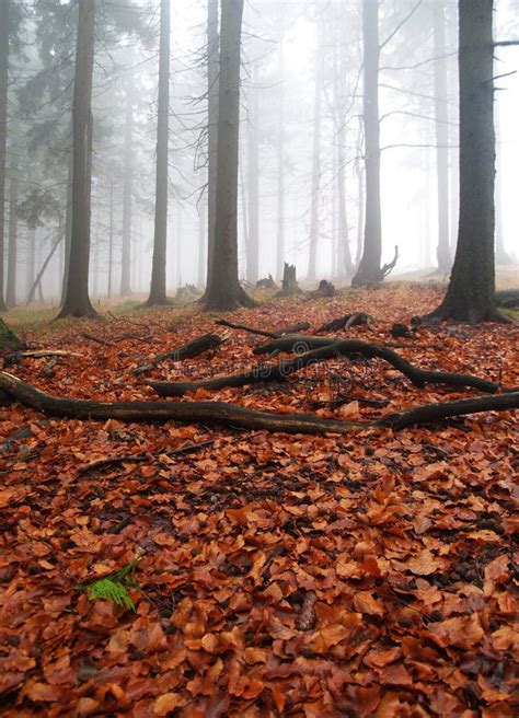 Autumn foggy forest stock image. Image of forest, leafs - 6719749