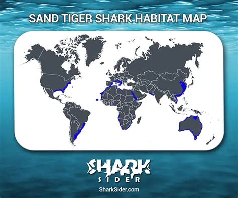 Sand Tiger Sharks Facts - Habitat, Physical Characteristics - SharkSider