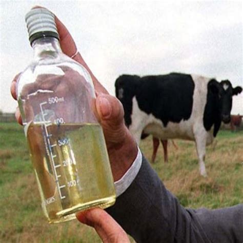 Cow Urine by Kamla Milk Javik Khad Limited, cow urine from Lucknow ...