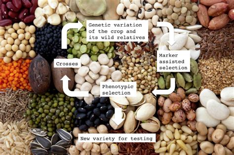 A plant breeding scheme facilitated by the sharing of crop phenotype ...