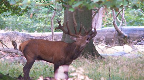 red deer rutting season 1276418 Stock Video at Vecteezy