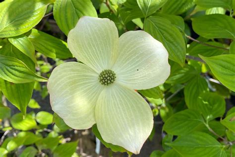 Dogwood Trees Bloom In May