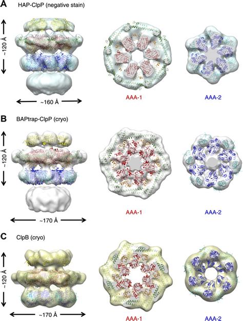Figures and data in Head-to-tail interactions of the coiled-coil domains regulate ClpB activity ...