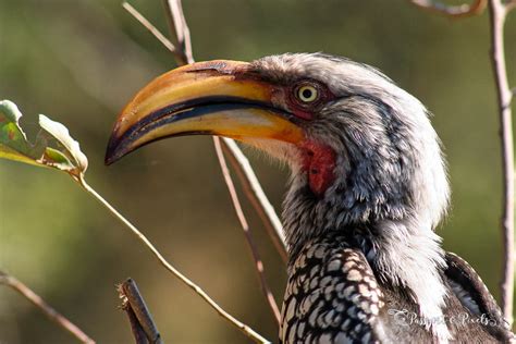 Top 34 African Birds: A Safari Photo Guide