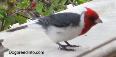 Pictures of Red-crested Cardinal, Bird, Birds in the Wild