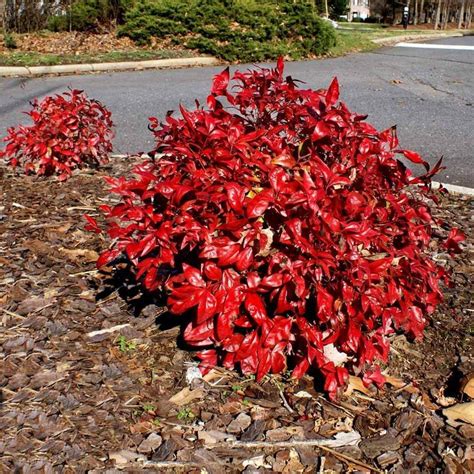 Flirt™ Nandina Shrub | Fast growing trees, Shrubs for sale, Landscaping ...