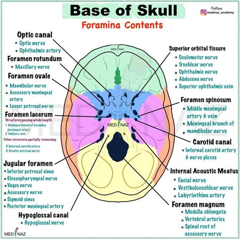 Foramina of skull & structures passing through it: - Medinaz Blog in 2024 | Basic anatomy and ...