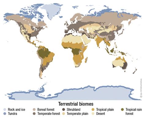 Terrestrial biomess | Visual Dictionary