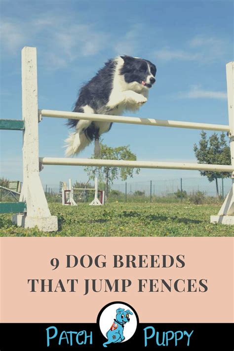 9 Dog Breeds that Jump Fences - PatchPuppy.com | Dog breeds, Dog jumping fence, Breeds