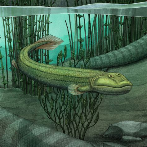 Tiktaalik Evolution