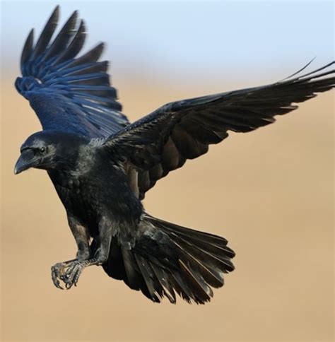 Pin on animal totem, zwierzęta mocy | Crow flying, Crow pictures, Pet birds