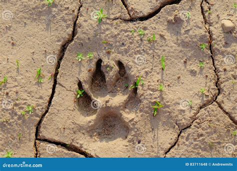 Black Bear Paw Print In Mud - pic-ista