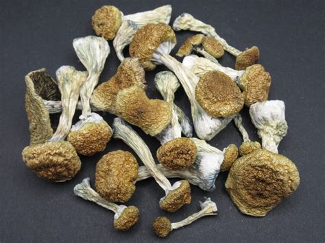 Golden Teacher Dried – Mail Order Mushroom Dispensary