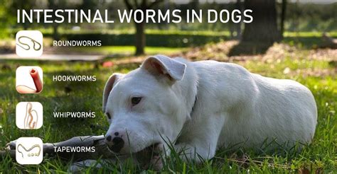 Intestinal Worms In Dogs: Know about Types of Worms