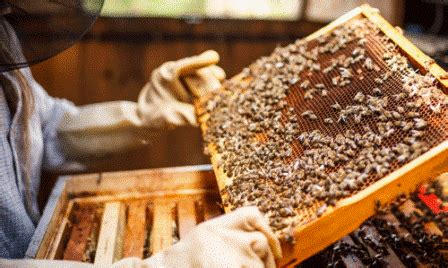 Best Apiculture, Bee Keeping and Honey Processing Colleges - Diploma