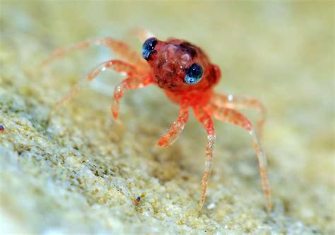 This is how baby crabs look like : r/interestingasfuck