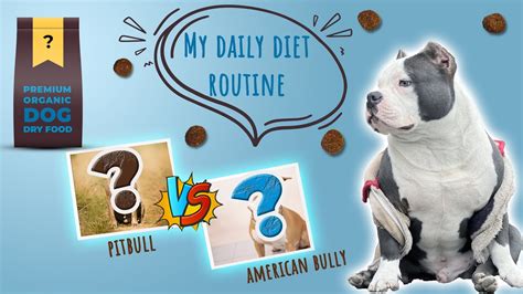 American bully or pitbull best diet routine Beasto badmash 😈 - YouTube