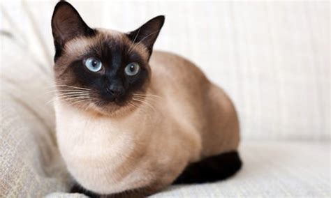 Tutto sul gatto siamese: carattere, educazione e caratteristiche