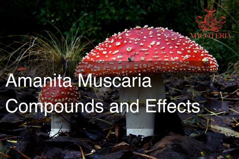 Amanita Muscaria Effects 2024 - mycoteria.com