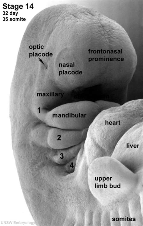 Pharyngeal arches - Embryology