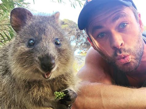 How Selfies with Quokkas on Rottnest Island Are Helping the Quokka ...