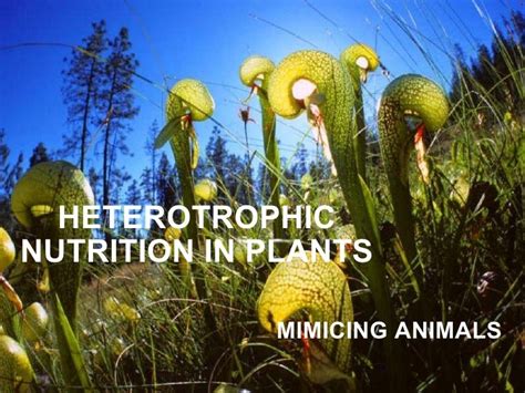 HETEROTROPHIC NUTRITION IN PLANTS