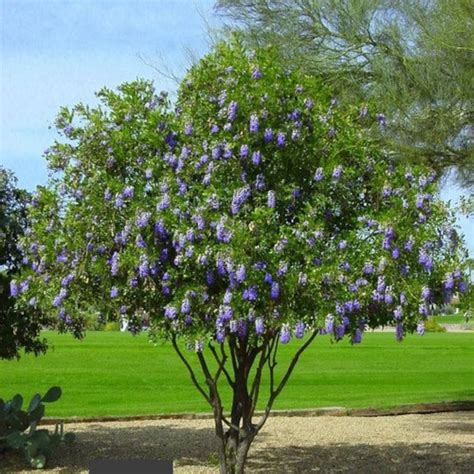 Winged Elm Tree Seeds Ulmus alata 30Seeds | Etsy