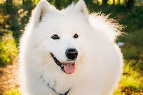 How Much Does A Samoyed Cost? The Complete Buyer’s Guide | Perfect Dog Breeds