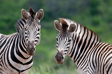 How Many Types Of Zebras Are There? - WorldAtlas.com