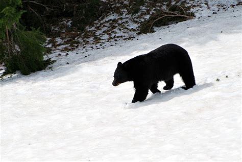 American Black Bear