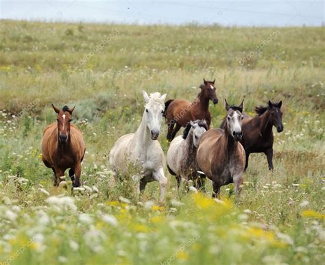 Herd of wild horses running on the field — Stock Photo © dozornaya #4009515