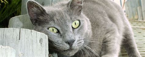 Territorial Marking Behavior in Cats | Hartz