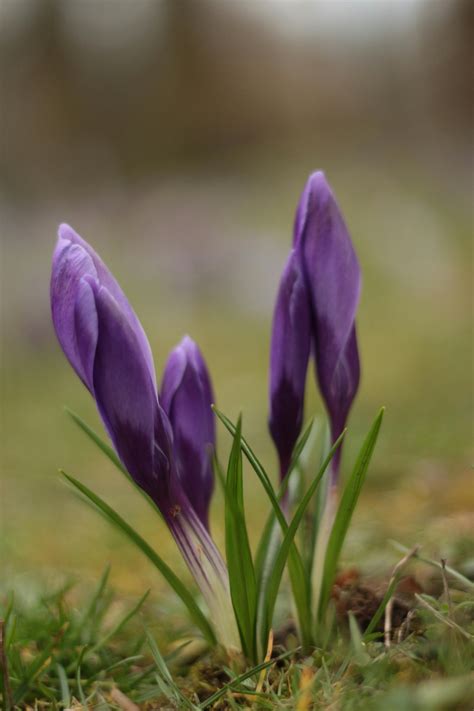 Close-up of Purple Crocus · Free Stock Photo