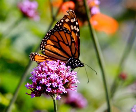 Butterfly and Hummingbird Garden - Pahl's Market - Apple Valley, MN